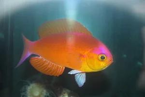 Japanese Splendid Perch