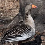 Western Graylag Goose