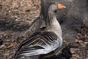 Europese grauwe gans