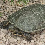 Stripe-necked Terrapin
