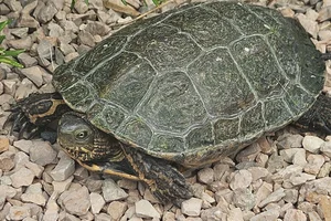 Kaspische Beekschildpad
