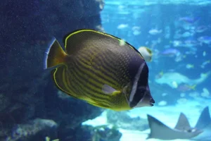 Golden Butterflyfish