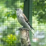 White-winged Snowfinch