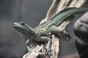 Weber's Sailfin Lizard