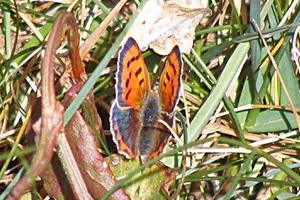 Kleine vuurvlinder