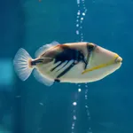 Hawaiian Triggerfish