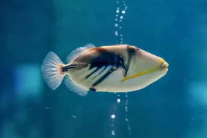 Hawaiian Triggerfish