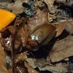 Eublaberus posticus (Erichson, 1848)