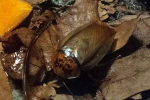 Eublaberus posticus