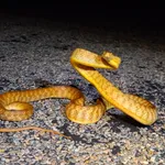 Brown Tree Snake
