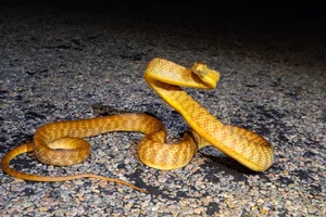 De bruine nachtboomslang