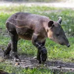 Baird's Tapir