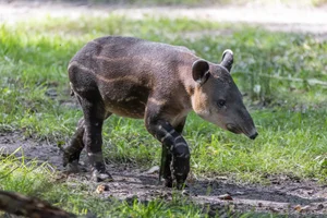 Baird's Tapir