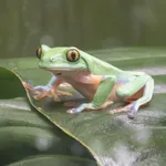 Blue-sided Treefrog