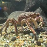 Common Spider Crab