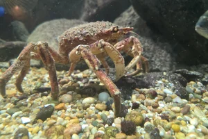 grote spinkrab