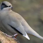 Hypocolius