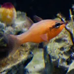 Cardinal Fish