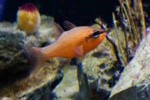 Cardinal Fish