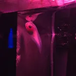 Rough-body snailfish