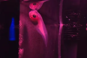 Rough-body snailfish