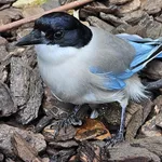 Asian Azure-winged Magpie