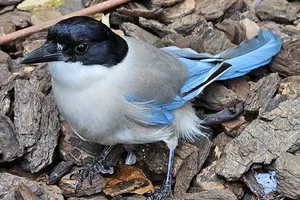 Aziatische Blauwe Ekster
