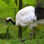 Red-crowned Crane