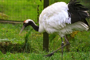 Chinese Kraanvogel