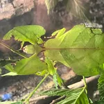 Giant Malaysian Leaf-insect