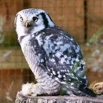 Eurasian Northern Hawk Owl