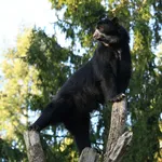 Andean Bear