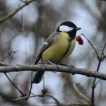 Great Tit