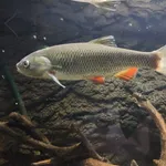 Chub