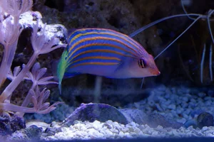 Sechsstreifen-Lippfisch