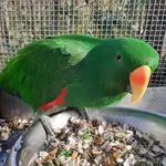 Eclectus Parrot
