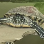 Pond Slider