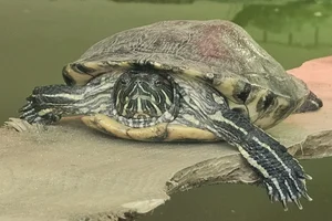 Roodwangschildpad
