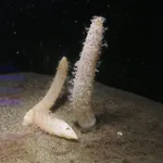 barrel sea-pen