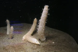 barrel sea-pen