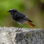 Black Redstart