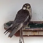 Laggar Falcon