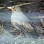 Grey-winged Blackbird
