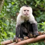 Colombian White-throated Capuchin