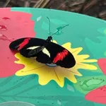 Heliconius melpomene (Linnaeus, 1758)