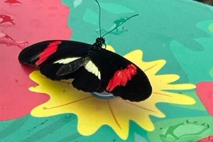 Heliconius melpomene