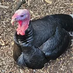 Wild Turkey