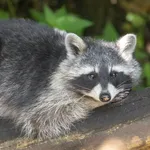 Northern Raccoon