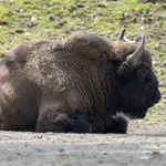 European Bison