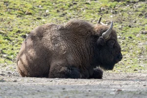 Wisent